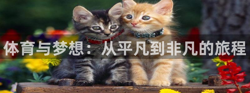 3377体育平台：体育与梦想：从平凡到非凡的旅程